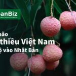 Vải thiều Việt Nam đổ bộ Nhật Bản