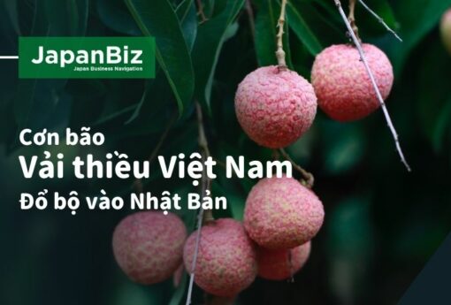 Vải thiều Việt Nam đổ bộ Nhật Bản