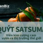 Quýt Satsuma