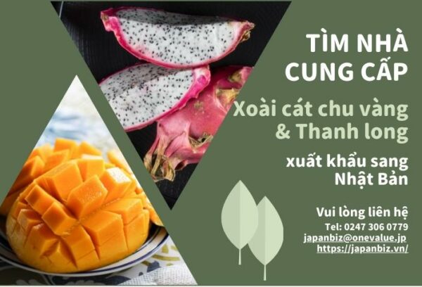 Tim-nha-cung-cap-xoai-cat-chu-vang-va-thanh-long