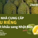 Tìm nhà cung cấp sầu riêng