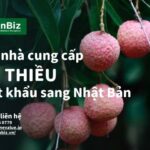 tim-nha-cung-cap-vai-thieu