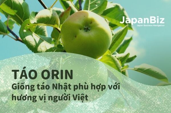 Táo xanh orin