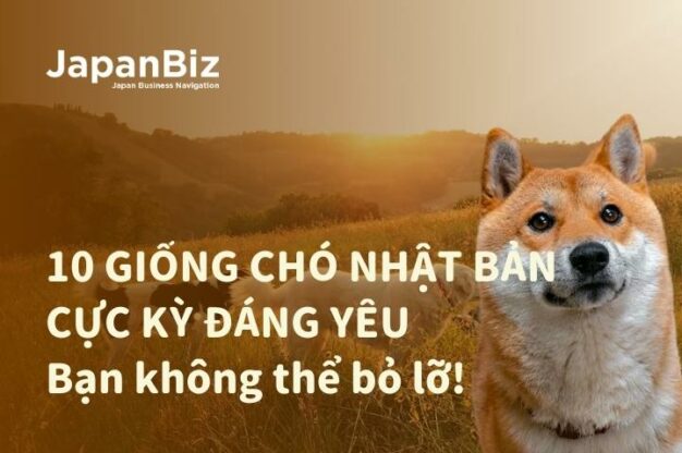 10 giống chó Nhật Bản cực kỳ đáng yêu