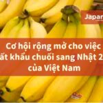 Cơ hội rộng mở cho việc xuất khẩu chuối sang Nhật 2022 của Việt Nam